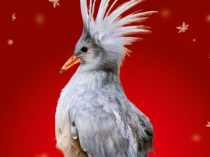 Zoo Praha nabízí zvířecí sirotky k adopci