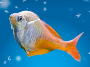 Zoo Praha nabízí zvířecí sirotky k adopci