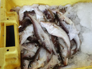 VIDEO: Nebezpečná pyrotechnika, padělky, neoznačené maso. Kontrola v Sapě odhalila přestupky za miliony