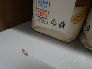 Billu v centru Prahy zamořil hmyz. Červi se prožrali moukou, cukrem i luštěninami