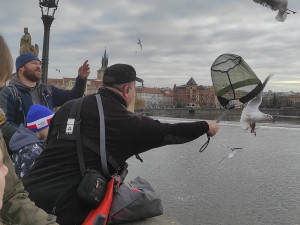 Ornitologové v Praze počítali labutě, kachny, lysky a racky