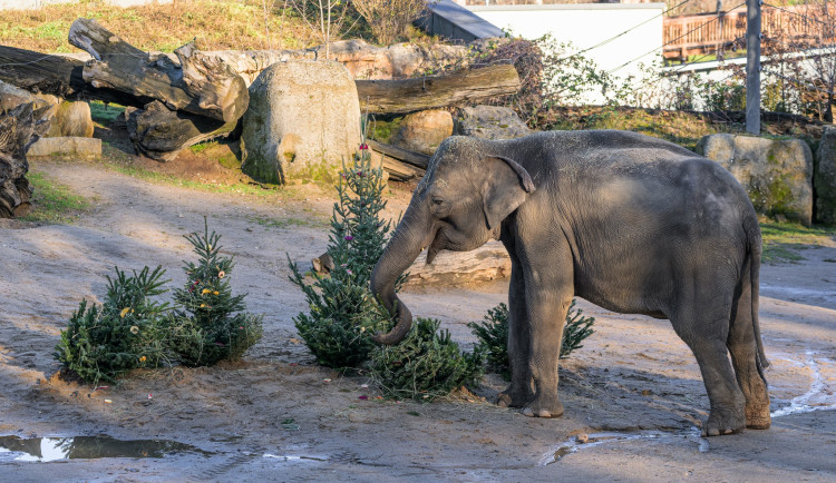 Ohňostroj ani videomapping Praha na Silvestr neplánuje, na Nový rok ale nabízí zoo za korunu