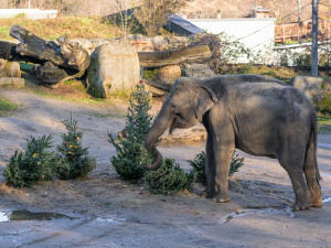 Ohňostroj ani videomapping Praha na Silvestr neplánuje, na Nový rok ale nabízí zoo za korunu