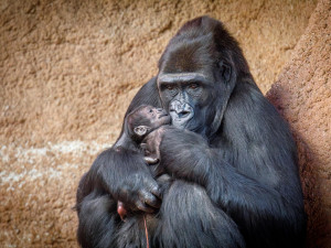 V pražské zoo se narodilo gorilí mládě, první po sedmi letech