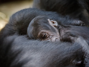 V pražské zoo se narodilo gorilí mládě, první po sedmi letech
