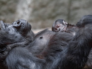 V pražské zoo se narodilo gorilí mládě, první po sedmi letech