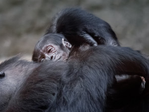 V pražské zoo se narodilo gorilí mládě, první po sedmi letech