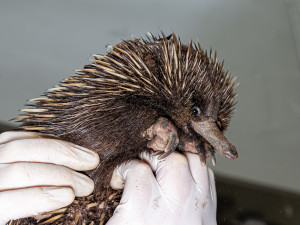 ježura australská, Pýchavka