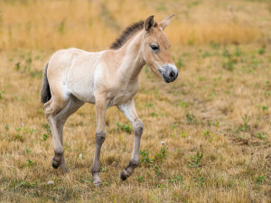 kůň Převalského, Barunka