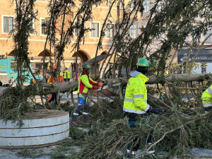 VIDEO: Vánoční strom na Staroměstské náměstí šel k zemi, kmen rozřežou na fošny