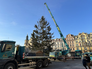 VIDEO: Vánoční strom na Staroměstské náměstí šel k zemi, kmen rozřežou na fošny