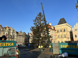 VIDEO: Vánoční strom na Staroměstské náměstí šel k zemi, kmen rozřežou na fošny