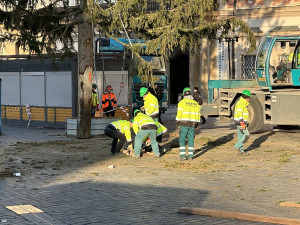 VIDEO: Vánoční strom na Staroměstské náměstí šel k zemi, kmen rozřežou na fošny