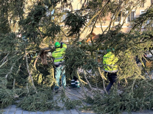 VIDEO: Vánoční strom na Staroměstské náměstí šel k zemi, kmen rozřežou na fošny