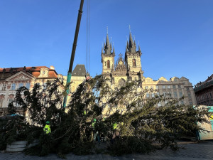 VIDEO: Vánoční strom na Staroměstské náměstí šel k zemi, dřevo poslouží v sociálním zařízení