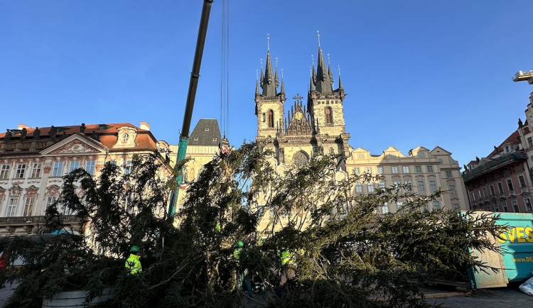 VIDEO: Vánoční strom na Staroměstské náměstí šel k zemi, kmen rozřežou na fošny