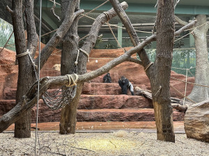 Nový gorilí přírůstek v pražské zoo je samička. Jméno vyberou v hlasování