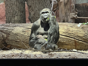 Nový gorilí přírůstek v pražské zoo je samička. Jméno vyberou v hlasování
