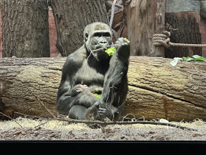 Nový gorilí přírůstek v pražské zoo je samička. Jméno vyberou v hlasování
