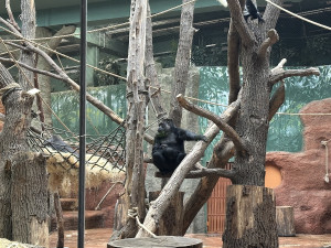 Nový gorilí přírůstek v pražské zoo je samička. Jméno vyberou v hlasování