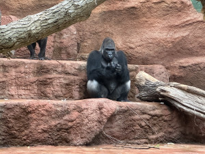 Nový gorilí přírůstek v pražské zoo je samička. Jméno vyberou v hlasování