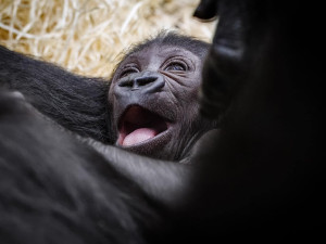 ANKETA: Jaké jméno se vám pro malou gorilí samičku líbí nejvíc?