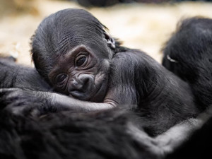 ANKETA: Jaké jméno se vám pro malou gorilí samičku líbí nejvíc?