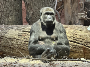 ANKETA: Jaké jméno se vám pro malou gorilí samičku líbí nejvíc?