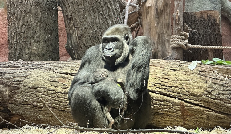 Nový gorilí přírůstek v pražské zoo je samička. Jméno vyberou v hlasování