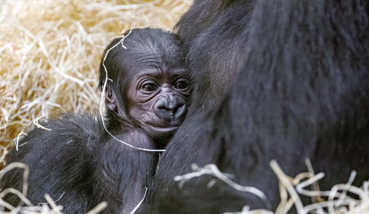 ANKETA: Jaké jméno se vám pro malou gorilí samičku líbí nejvíc?