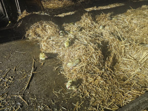 VIDEO: Při požáru haly plné kachňat zahynulo přes osm tisíc zvířat