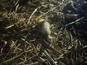 VIDEO: Při požáru haly plné kachňat zahynulo přes osm tisíc zvířat