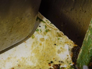 Mrtvý hmyz a všudypřítomná špína. Inspektoři po kontrole zavřeli asijskou restauraci