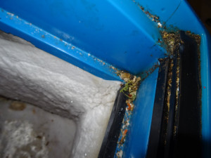 Mrtvý hmyz a všudypřítomná špína. Inspektoři po kontrole zavřeli asijskou restauraci