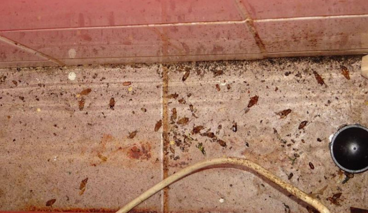 Mrtvý hmyz a všudypřítomná špína. Inspektoři po kontrole zavřeli asijskou restauraci