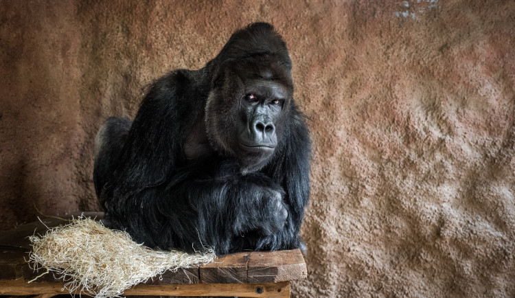 Starý mobil jako vstupenka do zoo i pomoc pro gorily