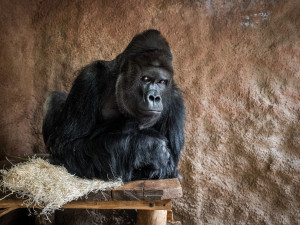 Starý mobil jako vstupenka do zoo i pomoc pro gorily