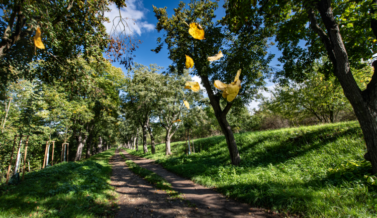Lipová alej Vidlák