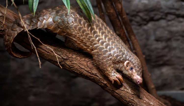 mládě luskouna krátkoocasého v Zoo Praha