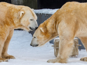 Pražská zoo chystá změny u ledních medvědů. Medvěd Tom se přestěhuje do Kazachstánu