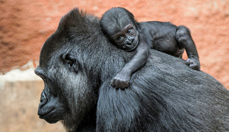 Pro malou gorilí samičku v pražské zoo vybrali lidé v hlasování jméno Mobi