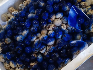 VIDEO: Muž tvrdil, že v autě veze ovoce a zeleninu. Byly v něm dvě tuny masa pochybného původu