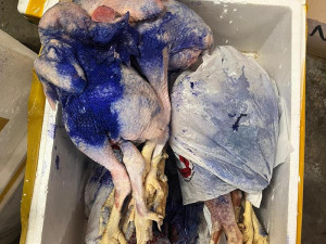 VIDEO: Muž tvrdil, že v autě veze ovoce a zeleninu. Byly v něm dvě tuny masa pochybného původu