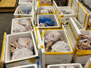 VIDEO: Muž tvrdil, že v autě veze ovoce a zeleninu. Byly v něm dvě tuny masa pochybného původu