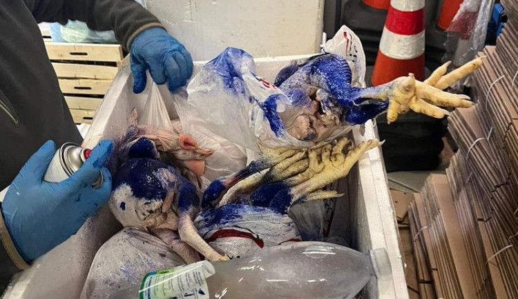 V autě na pečivo prý vezli ovoce a zeleninu, ve skutečnosti to bylo maso.