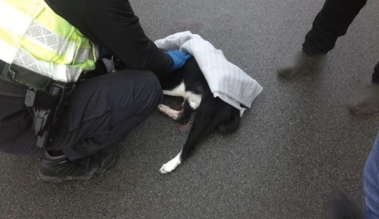 Strážníci pomáhali zachránit psa, který nečekaně vběhl pod projíždějící auto