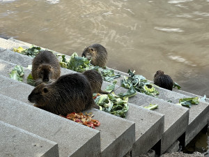 KOMENTÁŘ: Krmení zvířat - fenomén, který se vymkl jakékoliv soudnosti