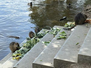 KOMENTÁŘ: Krmení zvířat - fenomén, který se vymkl jakékoliv soudnosti