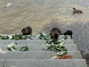 KOMENTÁŘ: Krmení zvířat - fenomén, který se vymkl jakékoliv soudnosti
