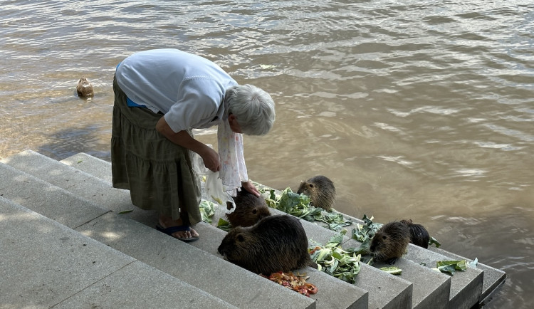 KOMENTÁŘ: Krmení zvířat - fenomén, který se vymkl jakékoliv soudnosti